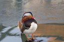 Canard mandarin sur la glace du canal