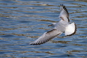 Mouette rieuse juvénile