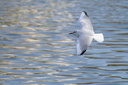 Mouette rieuse adulte