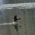 Décollage de cormoran