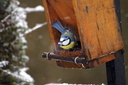 Mésange bleue