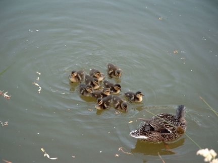 Plouf!...Enfin dans l'eau