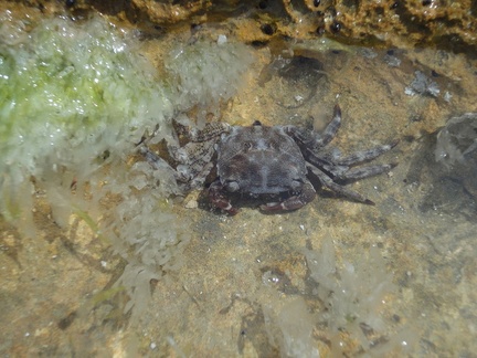 Un p'tit crabe à Carry le Rouet