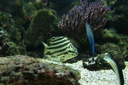 Aquarium de Nancy