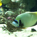 Aquarium de Nancy