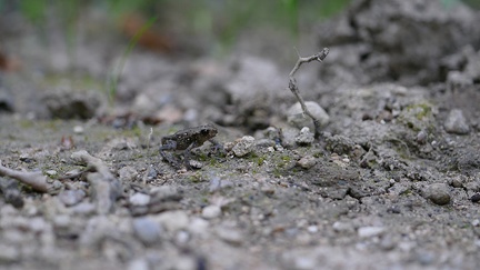 De minuscules grenouilles cherchent l'eau