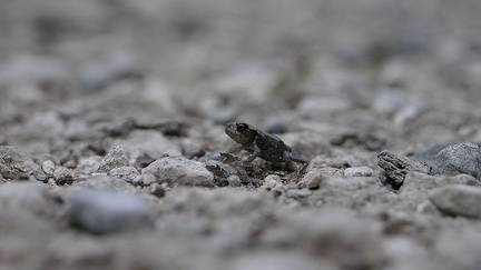 De minuscules grenouilles cherchent l'eau