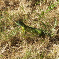  Un lézard sans queue