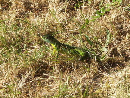  Un lézard sans queue