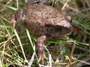 1er crapeau sauvé des eaux