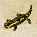 Un gecko (à Saint Florent!!!)