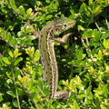 Un beau lézard vert dans les nitidas