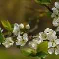 Fleurs de mirabellier