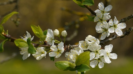 Fleurs de mirabellier