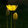 Rythme de tulipes