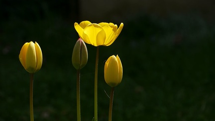 Rythme de tulipes