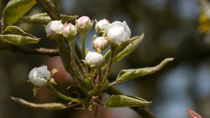 Fleurs de poirier