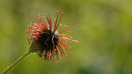 Fleur du bord d'étang