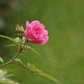 Rose de la Pépinière