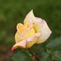 Rose de la Pépinière