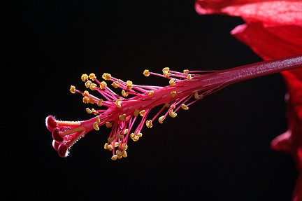 Notre ibiscus fleurit toujours