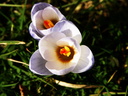 Crocus