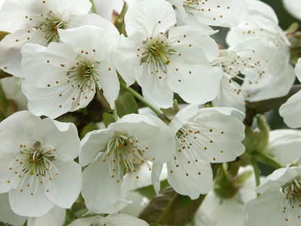 Fleurs de cerisiers