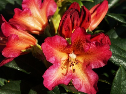Rhododendron rouge oranger