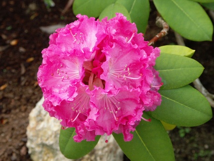  Rhododendron rose 