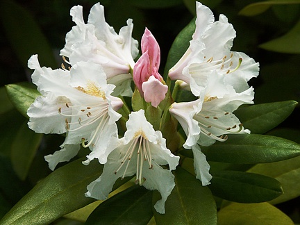 Rhododendron blanc rosé