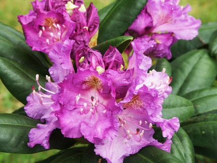 Rhododendron violet 