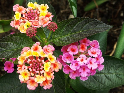  Lantana