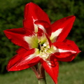 Une amaryllis