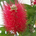 Fleur de Callisistemon laevis dit "rince bouteille"