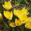 premier signe du printemps dans notre jardin, malgré le froid (-8°6 ce matin)