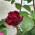 Une rose après la pluie