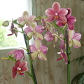  L'orchidée de Mamie Clairette
