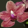  Une fleur de l'orchidée de Mamie Clairette