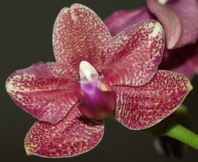  Une fleur de l'orchidée de Mamie Clairette