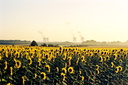  Un champs de tournesols sur fond de centrale nucléaire