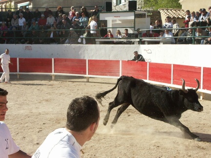 Quatrième taureau....! le meilleur était (parait-il d'après les aficiouna) le premier