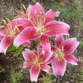  Un bouquet de lys dans notre jardin