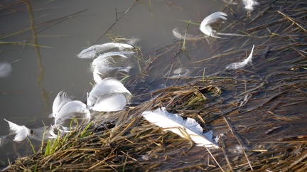 Plumes de cygne