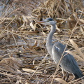 Chasseur en planque