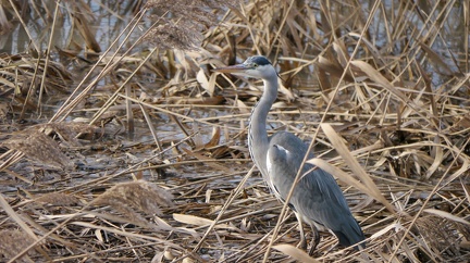 Chasseur en planque