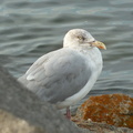  Une mouette rieuse