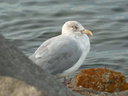  Une mouette rieuse