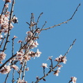 P1070777 Un peu partout en France le printemps arrive...  des fleurs d'amandier à Aureille.JPG