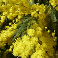 Un peu partout en France le printemps arrive...  du mimosa à La Cadière