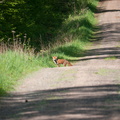 Maître Renard en vadrouille